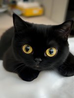 Close-up portrait of black cat with bright golden yellow eyes looking directly at camera while lying on white leather surface, showing intense curious expression.