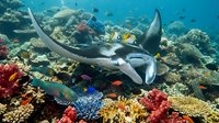 Manta ray gliding over vibrant coral reef with tropical fish in crystal clear blue ocean water. Marine life underwater ecosystem for diving tourism.