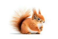 Red squirrel with fluffy tail sitting on white background, side view portrait of wild forest animal isolated for design projects and commercial use.