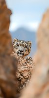 Snow leopard peering over rocky mountain ledge against blurred mountain background, close-up portrait showing distinctive spotted fur pattern and intense blue eyes.