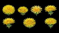Bright yellow dandelion flowers in various blooming stages, isolated on transparent background, ready for t-shirt designs, clipart, stickers, sublimation and print-on-demand projects.