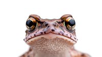 Close up portrait of spotted brown toad with large golden eyes and textured skin against white background, macro photography showing detailed amphibian features.