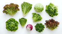 Assorted fresh lettuce and leafy greens varieties including romaine, butterhead, and red leaf on white background, suitable for healthy eating and culinary design projects.