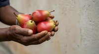 Hands holding fresh red and yellow apples with stems, showcasing organic produce for farming, agriculture, harvest, and healthy eating concepts.