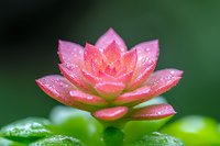 Pink succulent plant with water droplets on petals against blurred green background, macro photography showing delicate details and morning dew freshness.