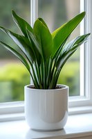 Aspidistra elatior plant with dark green leaves in modern white ceramic pot on windowsill, natural daylight creating soft shadows through glossy foliage.