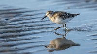 Sandpiper bird wading in shallow water with clear reflection, foraging along shoreline during golden hour light creating peaceful coastal wildlife scene.