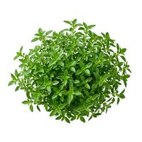 Fresh green herb plant isolated on white background, suitable for culinary, gardening, and wellness design projects.