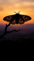 Silhouette of large moth with spotted wings perched on branch against dramatic orange sunset sky creating peaceful nature scene for meditation concepts.
