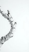 Curved birch tree branch with distinctive white bark and dark markings isolated on white background for nature design projects.