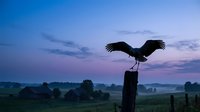 Bird silhouette with spread wings perched on wooden post during twilight hour over rural countryside landscape with purple and blue evening sky.
