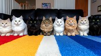 Group of eight diverse cats sitting in row on black couch with colorful blanket, featuring Persian and long-haired breeds showing different coat colors and patterns.