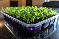 Young green microgreens growing in plastic container with soil on dark surface, fresh sprouts in home garden setting, natural organic seedlings sprouting.