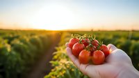 Fresh ripe cherry tomatoes held in farmer's hand at sunset in agricultural field. Organic farming harvest concept for healthy food production.