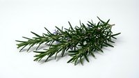 Fresh rosemary sprigs with aromatic green leaves isolated on white background for culinary cooking herbs seasoning and natural ingredient designs.