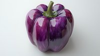Purple and white striped bell pepper with glossy surface isolated on white background, fresh organic produce for healthy cooking and food photography.