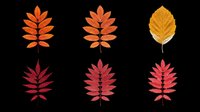 Autumn compound leaves in vibrant orange, red, and golden yellow tones isolated on transparent background. Ready for t-shirt designs, clipart, stickers, sublimation, and print-on-demand projects.