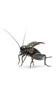 Isolated cricket insect with long antennae and dark brown coloring on white background, ready for design, educational, and commercial use applications.