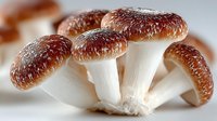 Fresh shiitake mushrooms with glossy brown caps and white stems clustered together in natural formation, showcasing culinary ingredient for gourmet cooking.