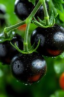Fresh black tomatoes on vine with water drops, extreme close up macro photography showing detailed texture of wet ripe heirloom vegetables against green foliage.