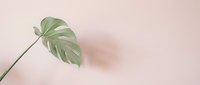 Single green monstera leaf against soft pink background creating minimalist botanical composition for modern interior design and tropical decor projects.