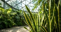 Tropical greenhouse interior with snake plant and lush foliage under glass dome structure for botanical garden design and indoor gardening concepts.
