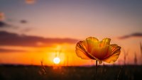 Orange poppy flower blooming in field during golden sunset with warm sky colors and soft natural lighting for spring and summer concepts.