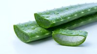 Fresh aloe vera plant stems and sliced cross-section covered with water droplets, isolated on white background for cosmetic and skincare product design use.