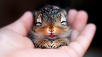 Adorable baby squirrel with closed eyes and tiny smile resting in human palm, showing nurturing wildlife care and rescue. Close up portrait of young animal.