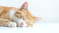 Adorable orange tabby kitten sleeping peacefully on white background, perfect for pet care advertising, veterinary clinics, and animal welfare campaigns.