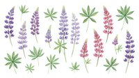 Watercolor lupine flowers and cannabis leaves pattern on white background. Botanical illustration for fabric, wallpaper, scrapbooking projects.