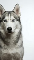 Husky dog with striking blue eyes and gray and white coat facing forward against neutral background, suitable for pet care, animal training, and veterinary marketing materials.