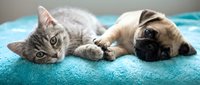Tabby kitten and fawn pug puppy lying together on turquoise blanket, showing friendship and companionship between different pet species for animal care content.
