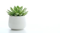 Small green succulent plant in modern white ceramic pot on clean white background isolated for home decor and gardening design projects.