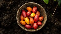 Fresh colorful cocoa pods in rustic woven basket on dark soil background, overhead view showing vibrant red and orange tropical fruit harvest.