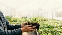 Farmer holding seedling plant in greenhouse nursery with rows of young plants in background, agricultural growing operation.