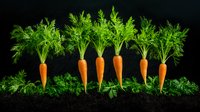 Fresh organic carrots with green tops arranged in row on dark soil against black background, natural food photography for healthy eating concept.