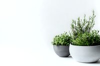Fresh herbs growing in modern concrete bowls against white background, minimalist garden design for contemporary home and kitchen decor.