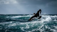 Pelican diving into turbulent ocean waves with dramatic storm clouds overhead creating dynamic seascape with splashing water and powerful natural motion.