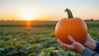 Hands holding fresh orange pumpkin in farm field during golden sunset harvest time. Autumn agriculture and seasonal produce concept for fall decorations.