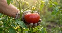 Farmer's hands in work gloves carefully harvesting fresh red ripe tomato from organic garden plant with green leaves in natural sunlight for healthy eating.