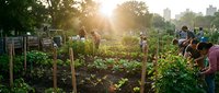 Community garden with diverse group of people tending vegetable plots during golden hour sunset, urban farming and sustainable agriculture lifestyle.
