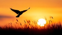 Bird silhouette flying over wheat field at dramatic orange sunset with sun disk and tall grass stalks in foreground creating peaceful nature scene.
