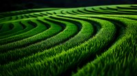 Vibrant green grass maze with curved pathways creating intricate labyrinth pattern. Lush lawn texture forms geometric design for landscaping concepts.