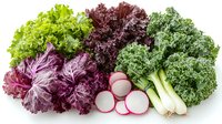 Fresh organic vegetables arranged in row - purple radicchio, green and red leaf lettuce, sliced radishes, and curly kale on white background for food styling.