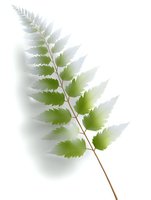 Delicate green fern branch with serrated leaves isolated on white background, soft gradient effect creates depth and ethereal mood. Ready for design projects.