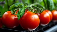 Fresh ripe red tomatoes on vine with green leaves against dark background, macro food photography with selective focus and natural lighting.