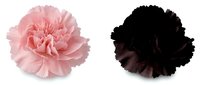 Pink and black carnation flowers isolated on white background for floral design projects and decorative arrangements.
