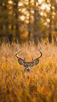 Majestic buck deer with antlers emerging from golden autumn grass field with warm bokeh forest background during sunset hunting season wildlife photography.