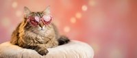 Adorable tabby cat wearing pink heart-shaped sunglasses sitting on white cushion against soft coral background with bokeh lights for Valentine's Day.